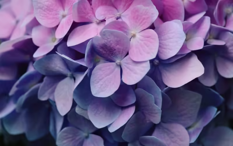 Проявления Сахасрары