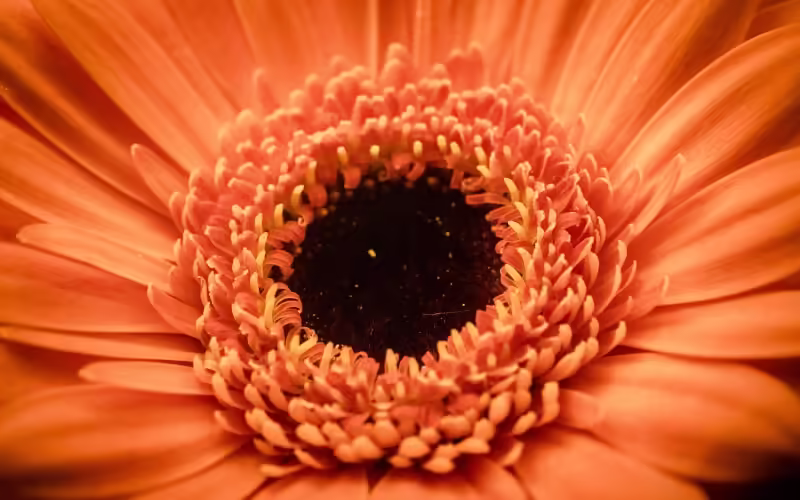 Признаки гармонии Свадхистаны